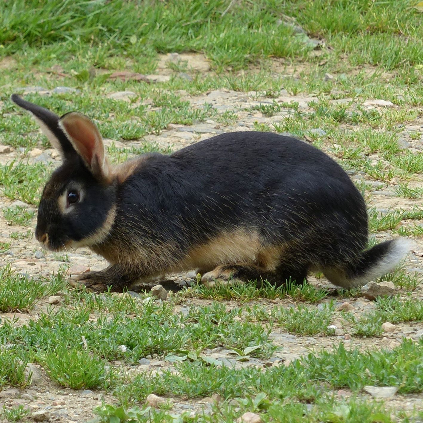 lapin-chèvre