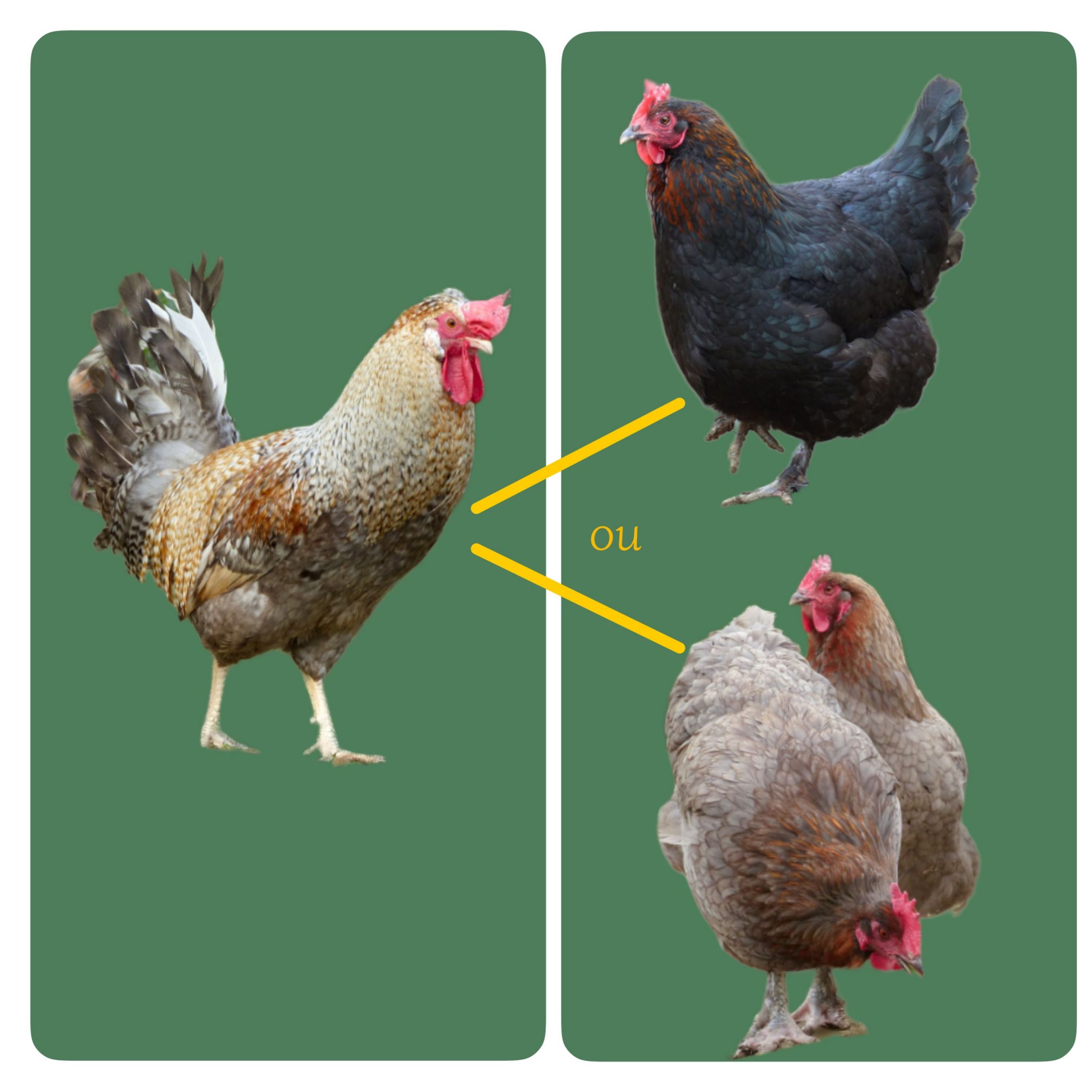 reproducteurs pour la kaki