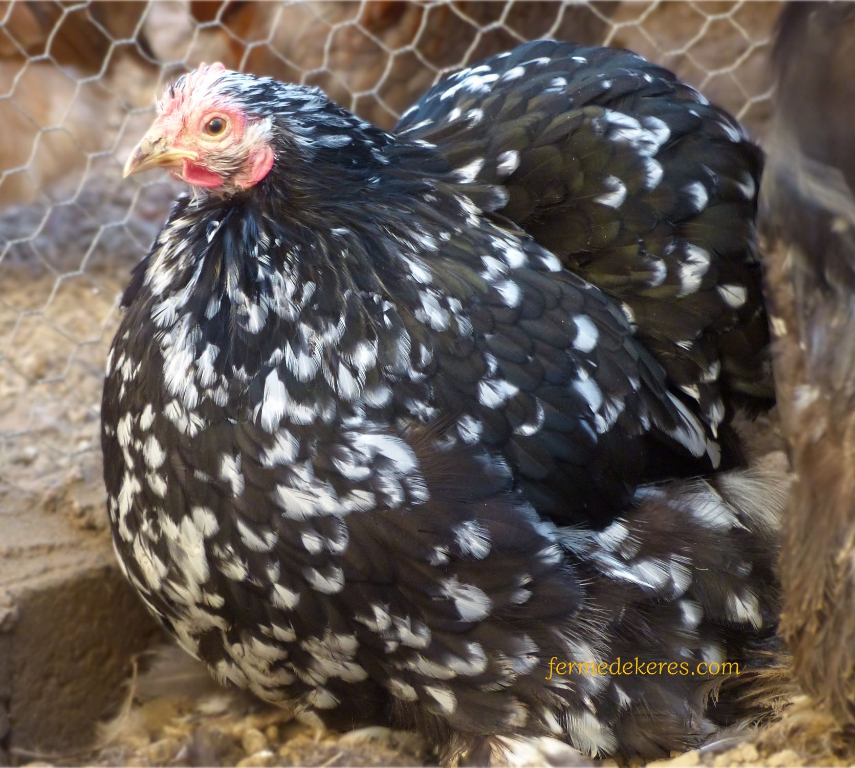 poule Pékin caillouté noir