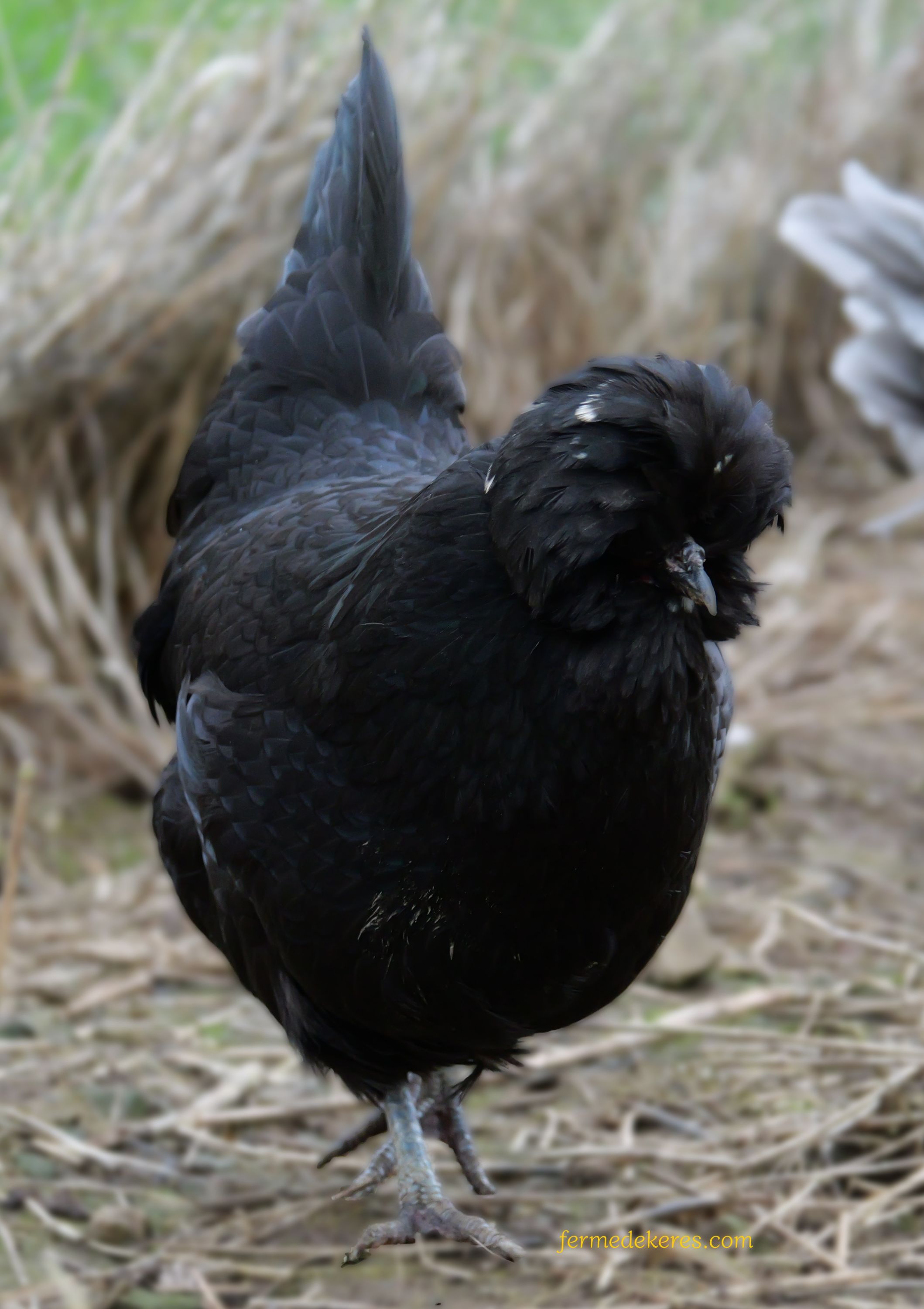poule crèvecoeur noire