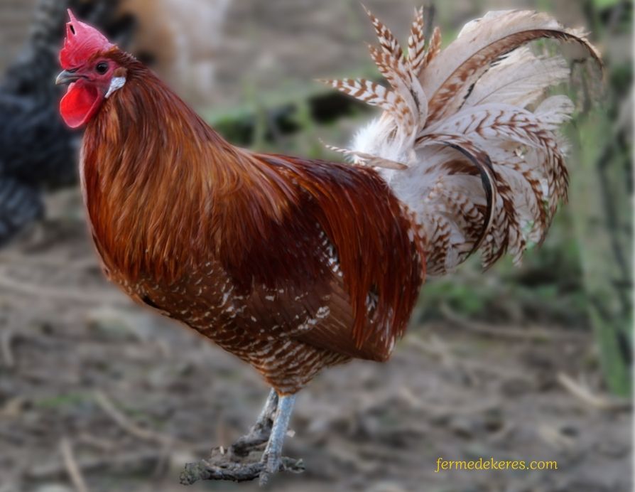 coq braeckel chamois