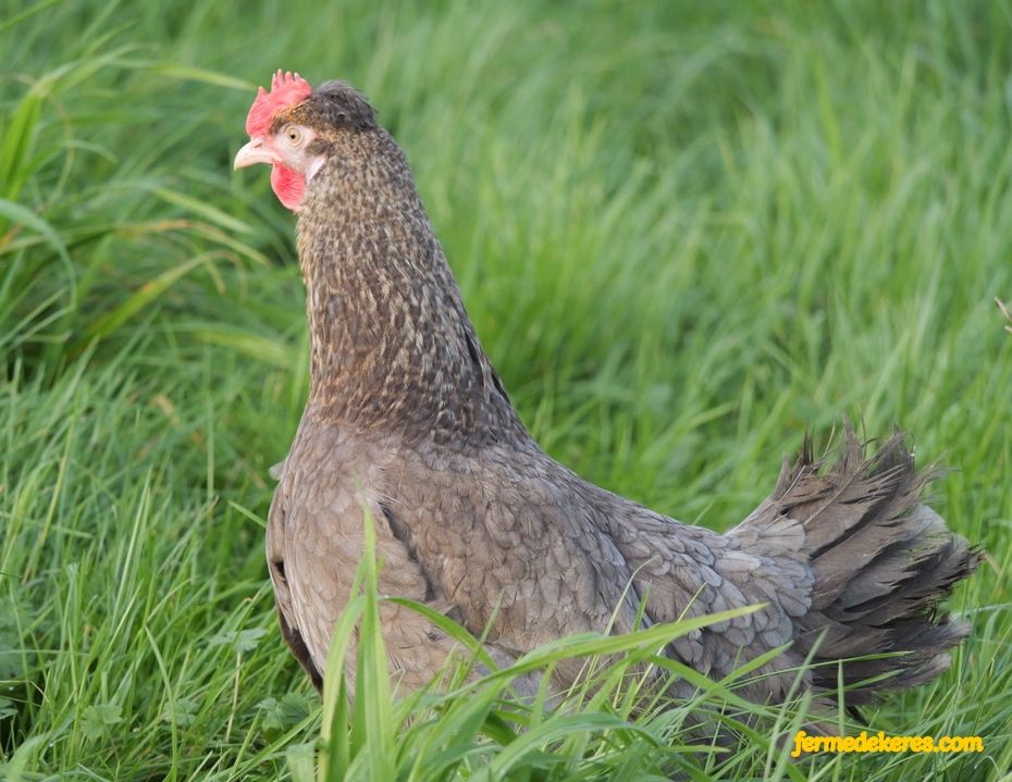 poule kaki bleue